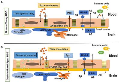 Blood–Brain Barrier Breakdown: An Emerging Biomarker of Cognitive Impairment in Normal Aging and Dementia